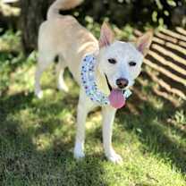 adopt-pet