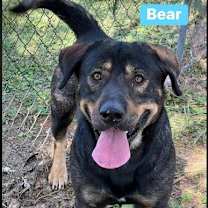 Thumbnail photo of Bear Bryant #1