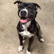 Thumbnail photo of Steely Dan #1