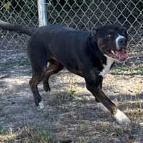 Thumbnail photo of Steely Dan #2