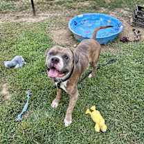 Thumbnail photo of Brittle #4