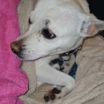 Thumbnail photo of Conchita #1