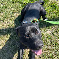 Thumbnail photo of The Gambler #3