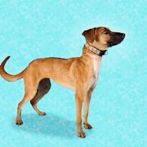 Thumbnail photo of Guarionex #3