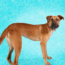 Thumbnail photo of Guarionex #4