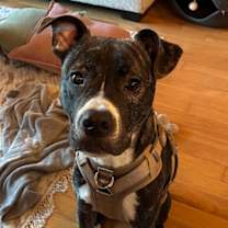 Thumbnail photo of Finn. Needs Foster of Adopter #2