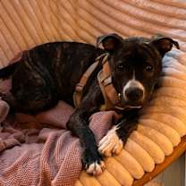 Thumbnail photo of Finn. Needs Foster of Adopter #4