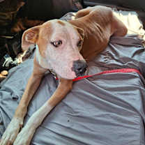 Thumbnail photo of Jubilee 5581 #1