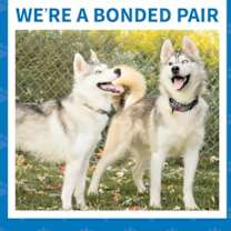 adopt-pet