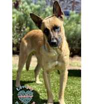 Thumbnail photo of Sheeba RB #3