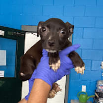 Thumbnail photo of Crawfish #2