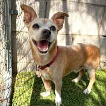 adopt-pet