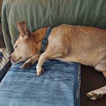 Thumbnail photo of PJ #3