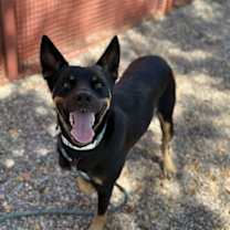 adopt-pet