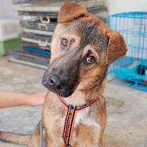 adopt-pet