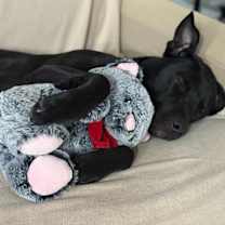 Thumbnail photo of Jude (LOCATED AT BTDR HQ) #1