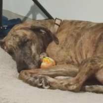 Thumbnail photo of Shinzi #2