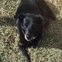 Thumbnail photo of Tobin #1