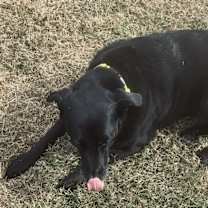 Thumbnail photo of Tobin #3