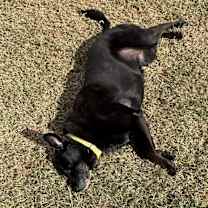 Thumbnail photo of Tobin #4