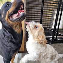 Thumbnail photo of Eli #1