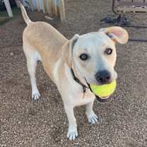 adopt-pet