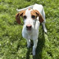 adopt-pet
