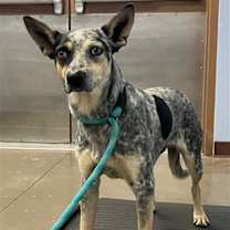 adopt-pet