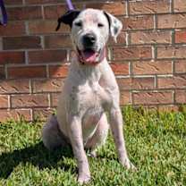 Thumbnail photo of Aloe #3