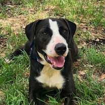 Thumbnail photo of Frijoles AKA Bean JuM #1