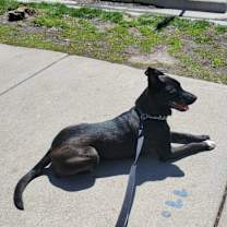 Thumbnail photo of Waffles LLD #3