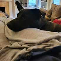 Thumbnail photo of Waffles LLD #4