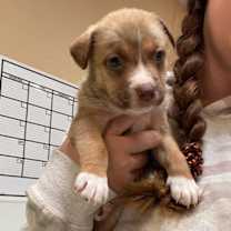 Thumbnail photo of Dafne Schippers #2