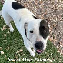 Thumbnail photo of Patches #1