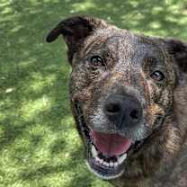 Thumbnail photo of Holly #1