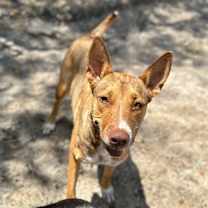 Thumbnail photo of Dafne Schippers #3