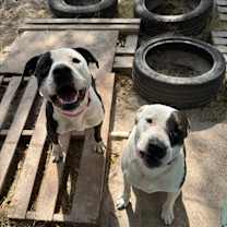 Thumbnail photo of Patches #2