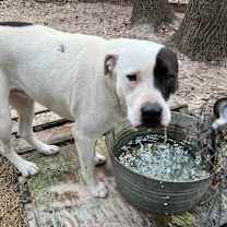 Thumbnail photo of Patches #3