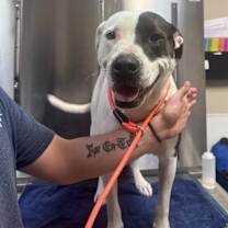 Thumbnail photo of Patches #4