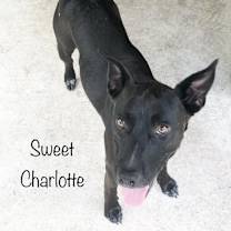 Thumbnail photo of Charlotte #4