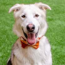 Thumbnail photo of Timber #1