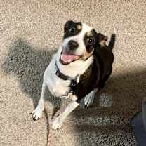 Thumbnail photo of Annabelle #1