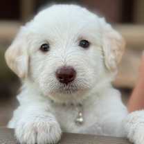 adopt-pet