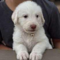 adopt-pet
