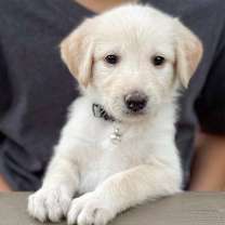 adopt-pet