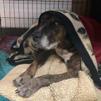 Thumbnail photo of Mallard #3