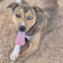 Thumbnail photo of CANDY #1