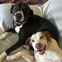 Thumbnail photo of Pup #3