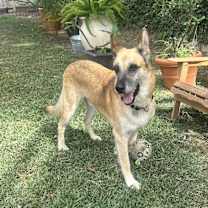 Thumbnail photo of Rusty #3