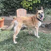 Thumbnail photo of Rusty #4